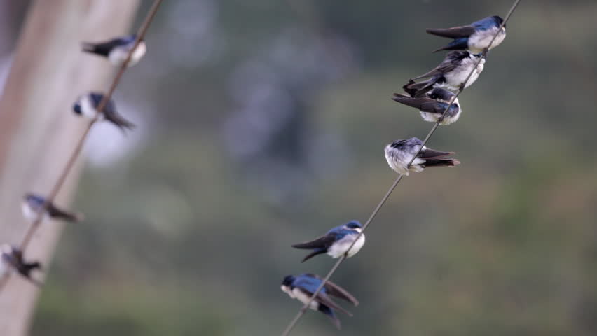 Group tropical Blue-and-white Swallows birds on wire preening cleaning Rainforest jungle South America, Brazil, Sao Paulo State, Marsh