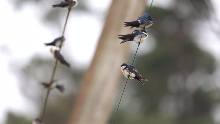 Slow Mo Group tropical Blue-and-white Swallows birds on wire preening cleaning Rainforest jungle South America, Brazil, Sao Paulo State, Marsh