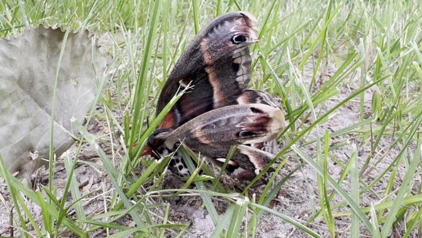 A beautiful butterfly cecropia moth, Hyalophora cecropia, is spreading its wings. Large butterfly with colorful wings rests on grass, showcasing its intricate patterns and textures in a natural outdoor environment
