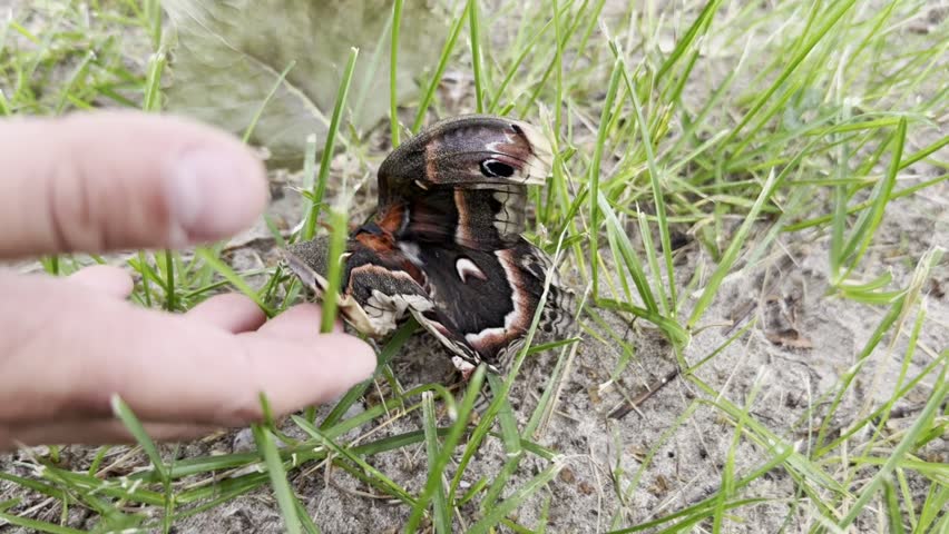A beautiful butterfly cecropia moth, Hyalophora cecropia, is spreading its wings. A hand reaches out to a butterfly resting on grass, showcasing the delicate interaction between human and nature