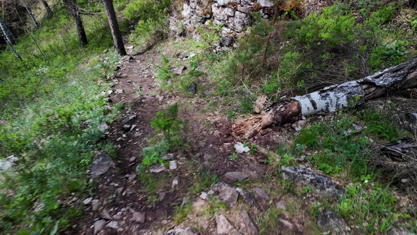 A narrow, worn dirt trail winds along a rocky, moss-covered hillside through mixed pine and deciduous trees. The path, strewn with leaf litter, small rocks and exposed roots