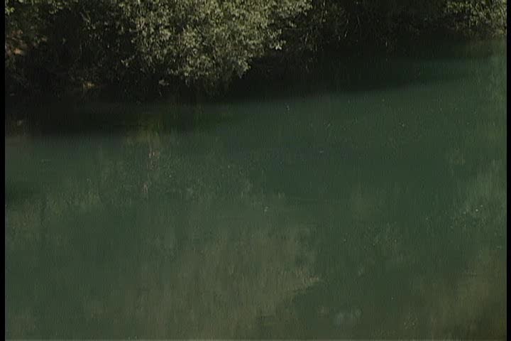 A river surrounded by trees 