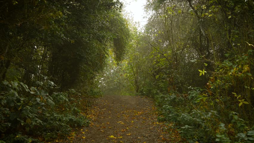 Narrow forest path leading into dense greenery covered with fallen leaves on misty morning. Gentle fog drifting through silent space awakening sense of unknown mystery. Woodland trail going through