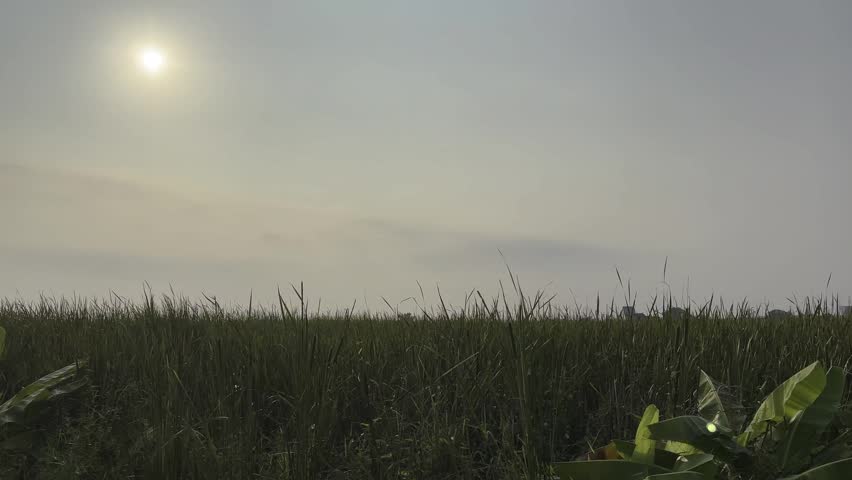 Bright Sun Shining Over Tall Green Grass Field