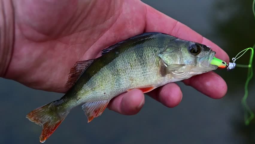 Angler holding a small European perch (Perca fluviatilis) caught on a fishing lure.