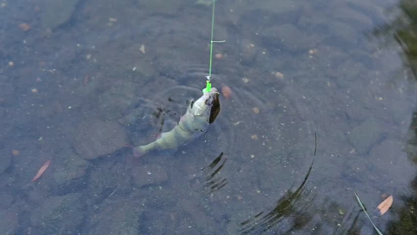 Angler reeling in a small European perch (Perca fluviatilis) hooked on a soft lure.