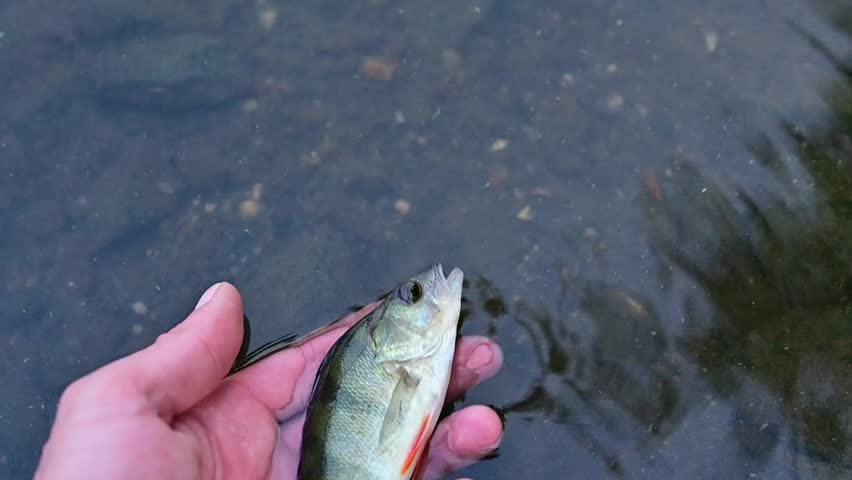 Catch and release, angler returning a small European perch (Perca fluviatilis) to the water.