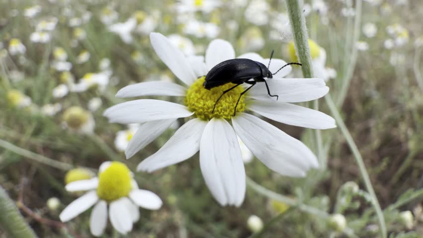 Macro close-up of a glossy black beetle (Coleoptera) crawling over a white chamomile flower with a bright yellow center, swaying gently in the breeze. The insect explores the petals and disc florets while a soft-focus meadow of daisies blurs into creamy bokeh behind it. Captured in soft diffused light, this detailed nature study shows insect behavior and beetle pollination on a wildflower — ideal for entomology, biology, gardening and botanical themes