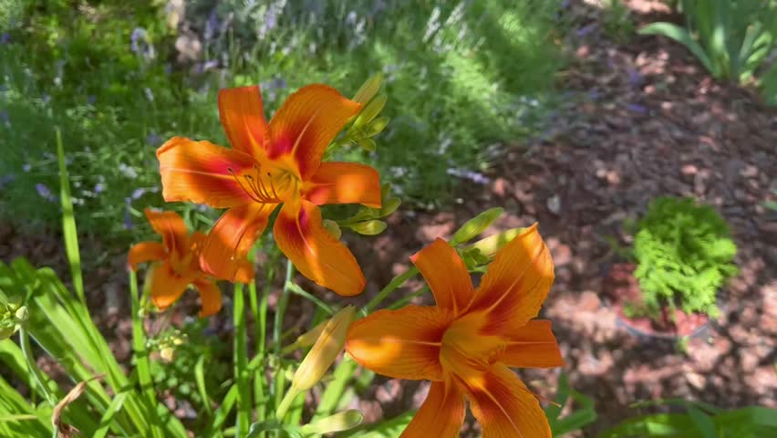 Video of orange lilies swaying in the wind on lawn among other flowers