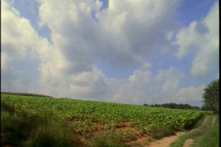  Scenic shot of tobacco field in North Carolina.