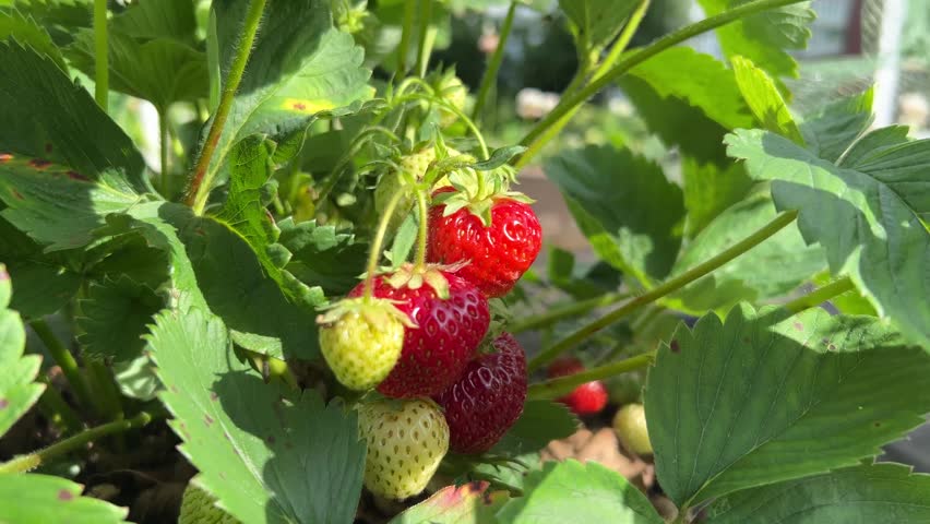 Ripe red strawberry on plant in commercial greenhouse, close-up macro shot ideal for fresh produce, farming, and healthy food advertising campaigns.