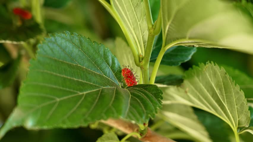 Unripe red mulberry berry growing on tree branch with green leaves. Close-up of Morus alba fruit in summer garden