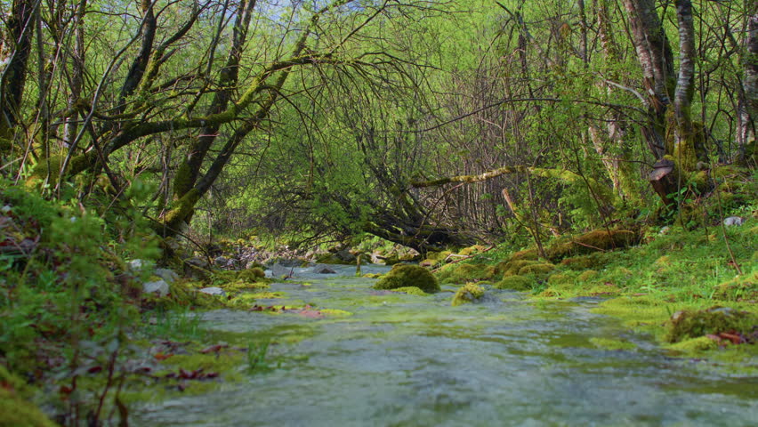 River water green forest mossy rocks flowing stream, static tripod view. Low angle close up shot of a pristine creek running through woods and stones.