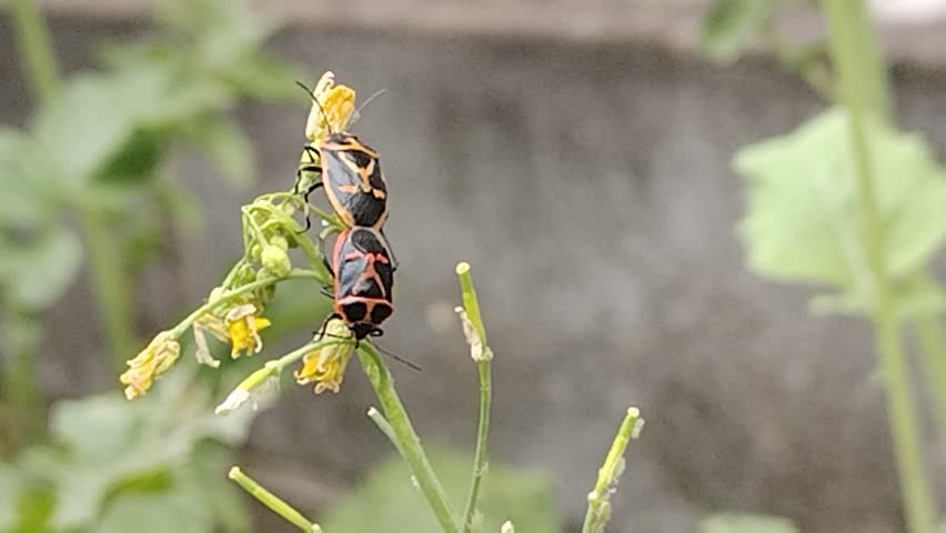 Cabbage bugs are mating. Rear view.