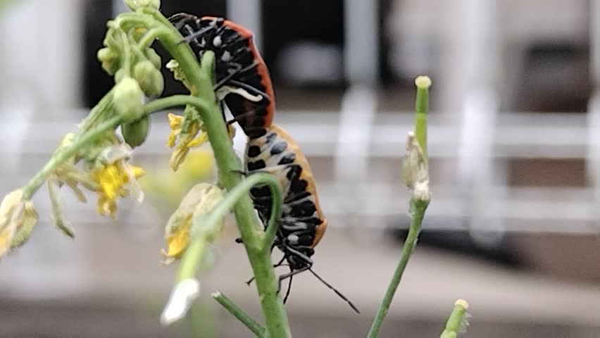 Another pair of cabbage bug arrives while two cabbage bug are mating.