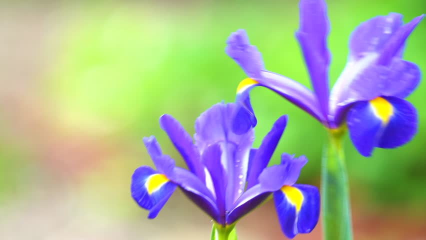 purple flowers in the breeze