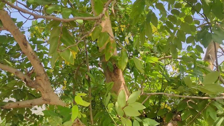 green leaves in the garden
