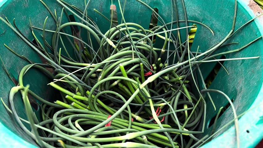 Close-up view revealing fresh organic garlic scapes in a bucket and vibrant red and purple beets at a local farmers market display