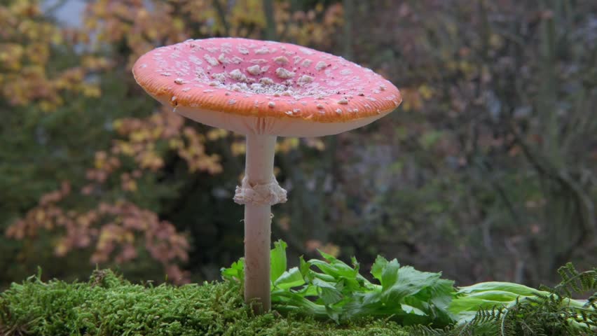 Amanita muscaria mushroom, red cap fly agaric mushroom with white spots in forest setting, macro shot, natural hallucinogen, toxic wild nature, Effective pest control