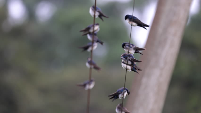 Group tropical Blue-and-white Swallows birds on wire preening cleaning Rainforest jungle South America, Brazil, Sao Paulo State, Marsh