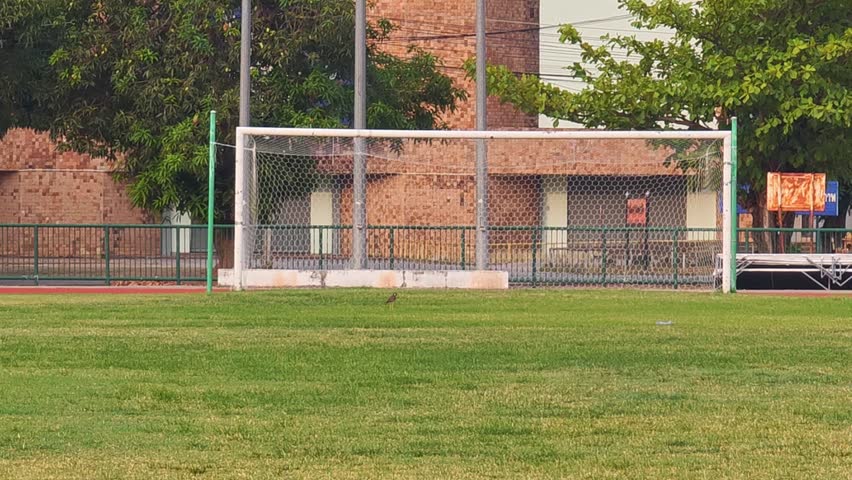 Grass field, goal, football stadium  , sports field..