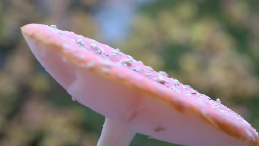 person holds red Amanita muscaria mushroom, fly agaric mushroom close-up, toxic wild nature, forest floor, natural hallucinogen, outdoors exploration, exotic fungal growth