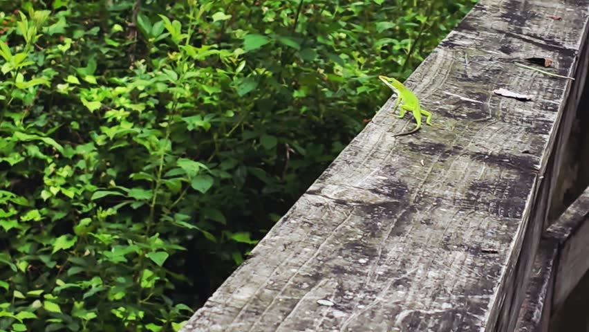 A bright green American chameleon lizard, or green anole (anolis carolinensis), extends his dewlap and scampers across the ledge of a boardwalk.