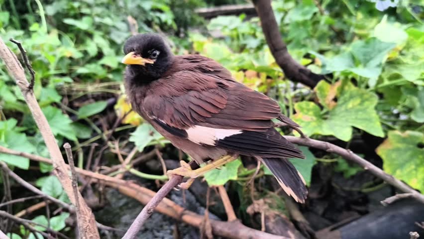 A brown bird with a black head perched on a branch surrounded by green leaves