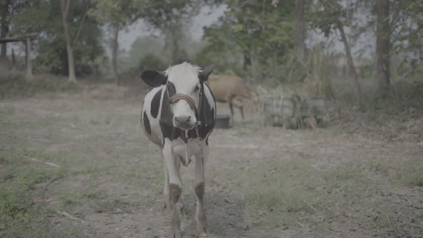 Black and white dairy cows eating feed in a cowshed. Livestock farming, dairy production, agriculture, cattle breeding, and rural farm life concept.
A brown dairy cow standing beside a cart loaded with fresh grass fodder in a rural farm setting. Natural outdoor surroundings reflect sustainable livestock farming, animal care, dairy production, and authentic countryside agriculture.
