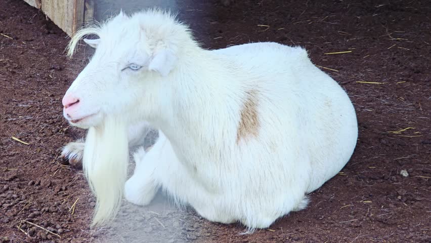 A goat rests in the shade of it