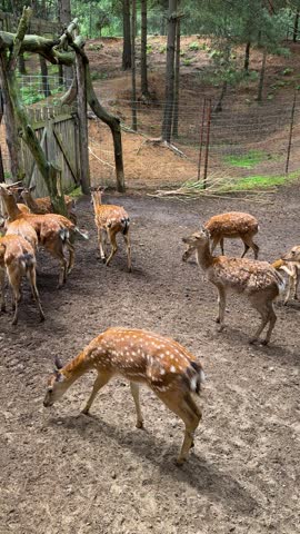 A herd of sika deer in a wildlife enclosure in the forest, graceful wild animals in their natural habitat in the park.