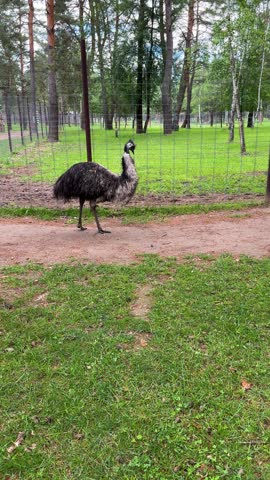 An emu walks in its enclosure at the zoo, a large flightless bird in its natural habitat.