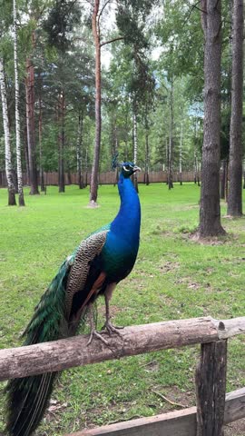 Blue peacock sitting on wooden fence in park, colorful portrait of male peacock in the wild.