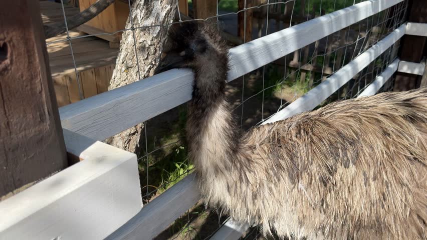 Close-up of emu behind wooden fence at zoo, outdoor portrait of large flightless bird.