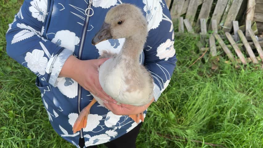 Young gosling in the arms of a woman on a rural farm, cute domestic gosling close-up.