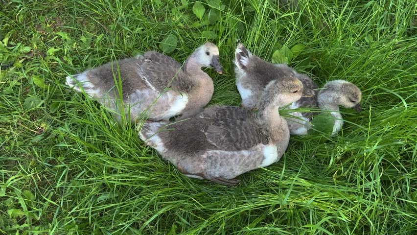 Cute young goslings resting in tall green grass, close-up of poultry on rural farm.