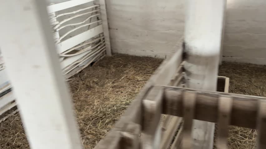 Animals are resting in a barn with straw bedding and wooden structures in the background.