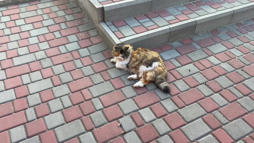 A cat lies on brick pavement near a staircase in a city setting under bright daylight.
