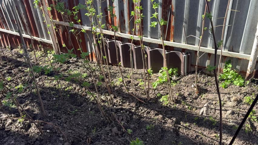 Plants are growing in soil near a metal fence under bright sunlight in the spring season.