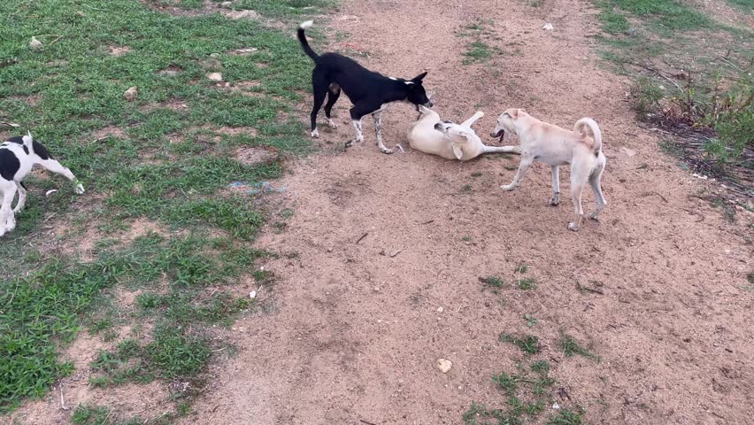 Three playful dogs beige and black and white wrestling and playing on a dirt path in a rural area