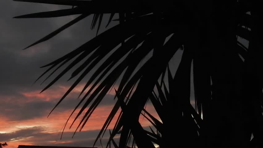 Warm atmospheric red sunset clouds behind silhouetted palm tree leaves blowing in the breeze