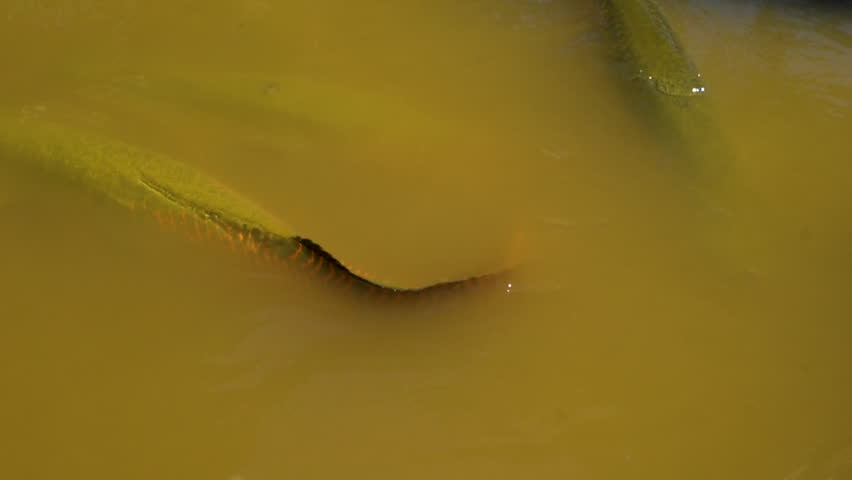 Huge pirarucus fish, Arapaima gigas, tossing on surface of muddy water. native to the basin of Amazon River