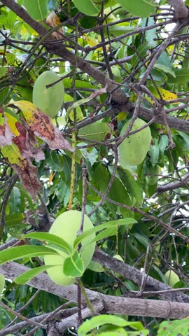 Unripe mango growth sequence in tropical canopy with closeup hanging green fruit, branch detail, foliage texture, ripening stages, daylight, orchard background, seasonal shift view