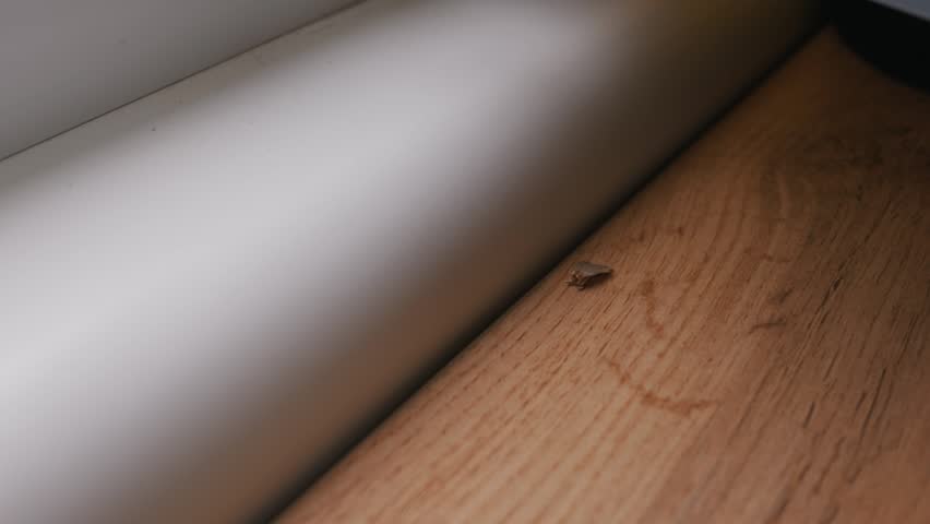 A tiny brown clothes moth resting quietly on a light wooden floor inside a home. The common household pest sits directly next to a white baseboard. Soft lighting highlights the insect.