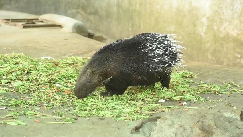 Indian crested porcupine feeding on vegetable in Zoo