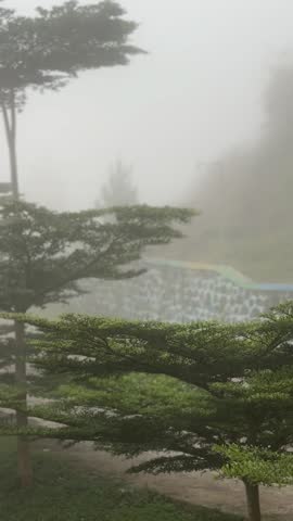 Heavy fog and mist blowing through green trees during a rainy day