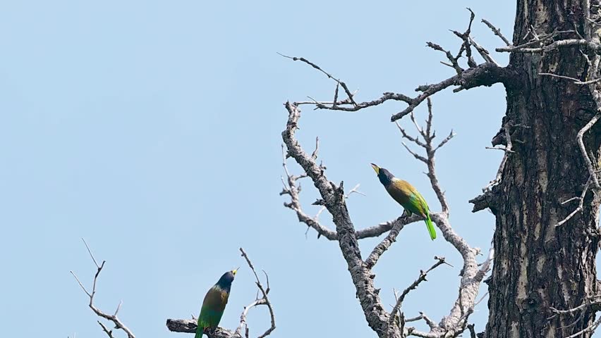Great hill barbets exhibiting courtship behavior while perched on a dry forest tree.