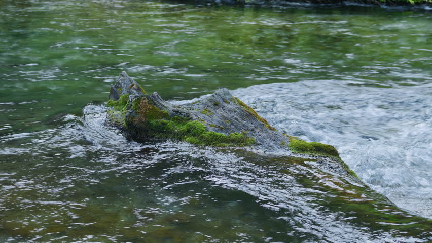 River water mossy log stream flowing over wood, static close up shot. Clear mountain creek rushing past a detailed submerged tree trunk with moss.