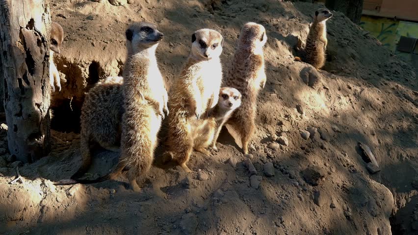 Meerkat, its scientific name is Suricata suricatta