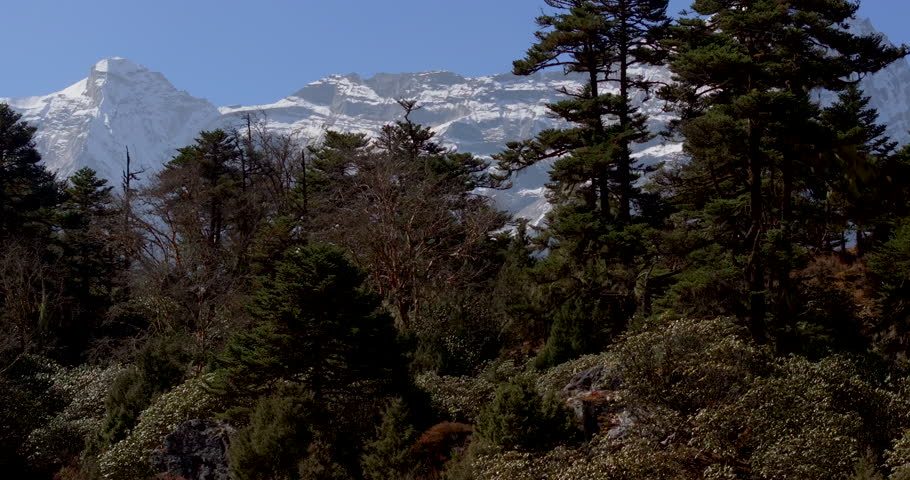 Everest region Nepal, cinematic drone tilt up starting from a lush green alpine forest to reveal the massive snow capped Himalayan mountain range beneath a clear blue sky.